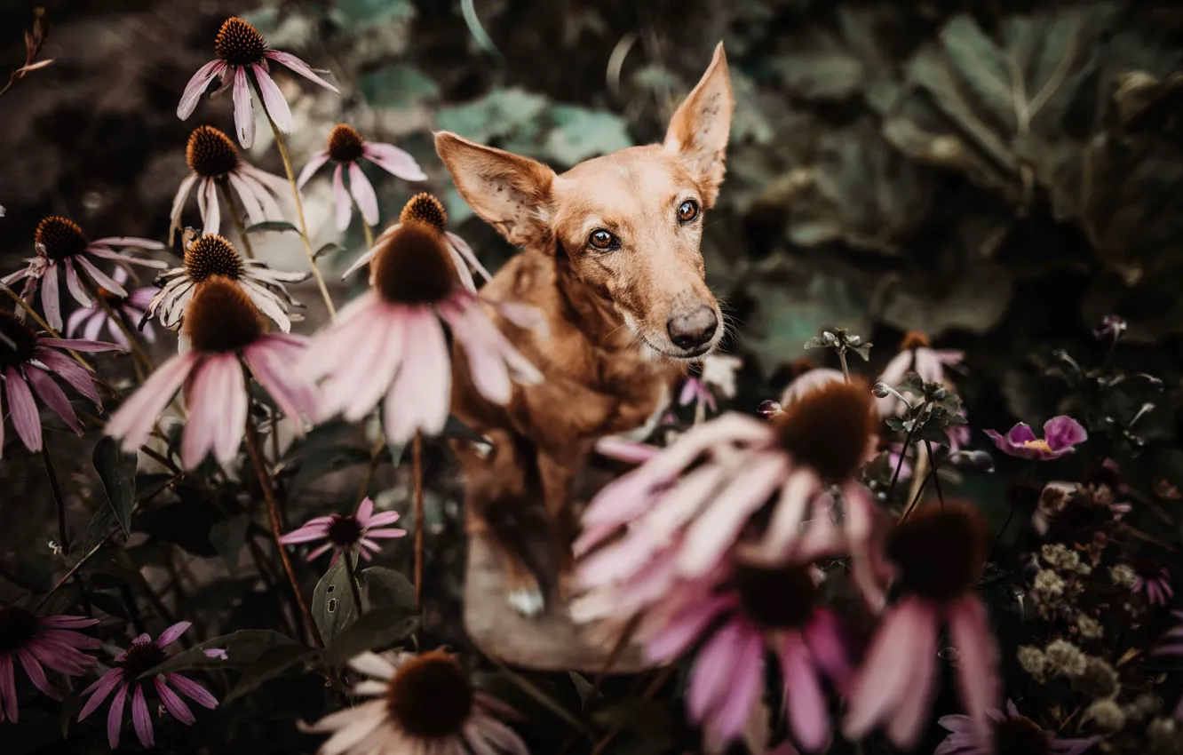 Photo wallpaper summer, look, face, flowers, nature, portrait, dog, garden