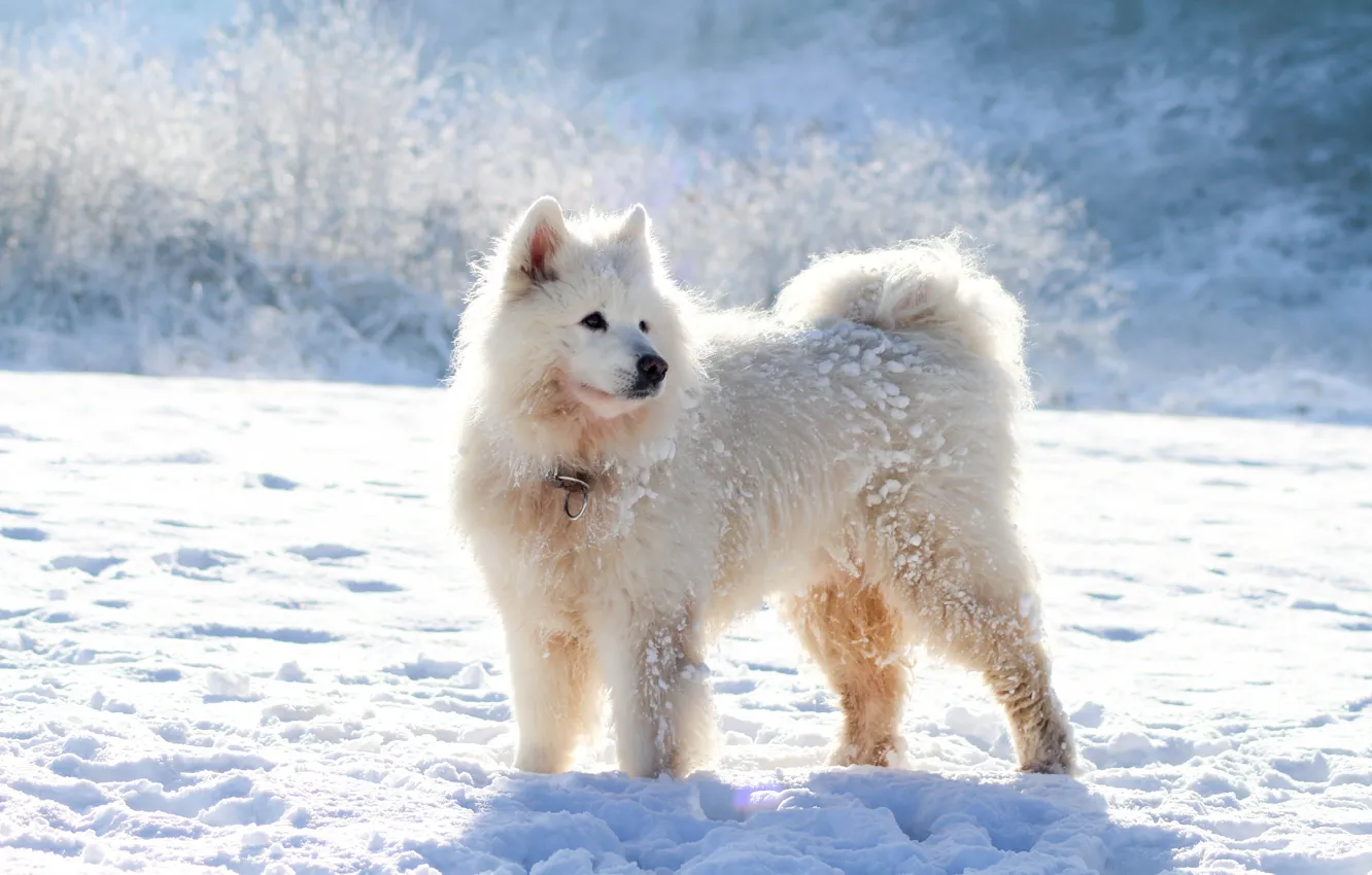 Photo wallpaper winter, frost, field, white, look, light, snow, nature
