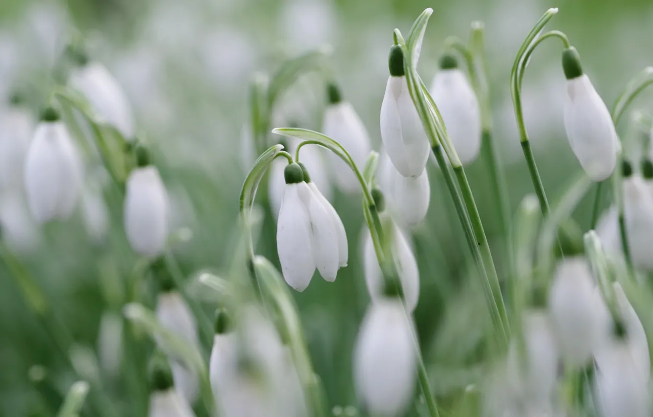 Photo wallpaper flowers, glade, blur, spring, snowdrops, white, buds, a lot