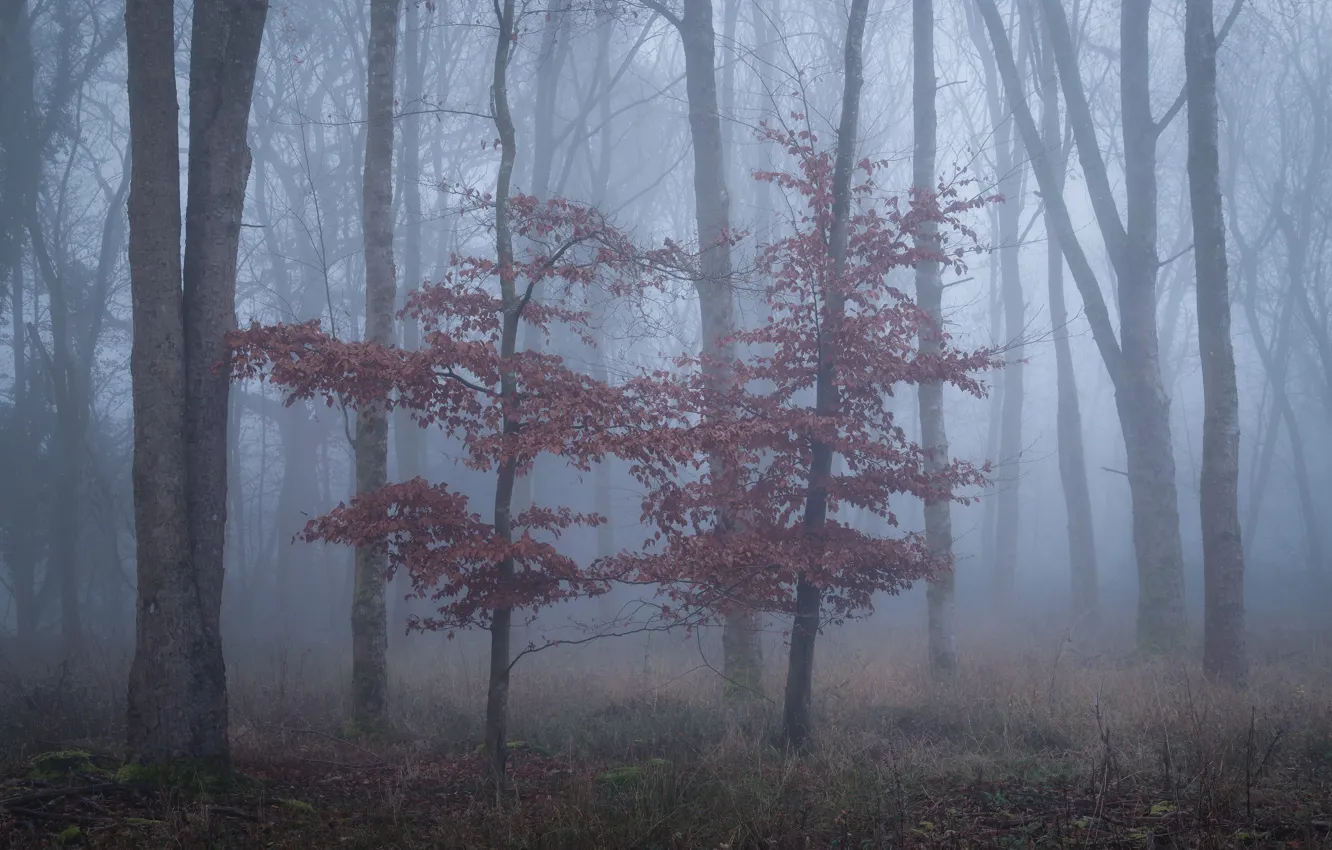 Photo wallpaper autumn, trees, fog, foliage, morning, trunk, tree, the crimson
