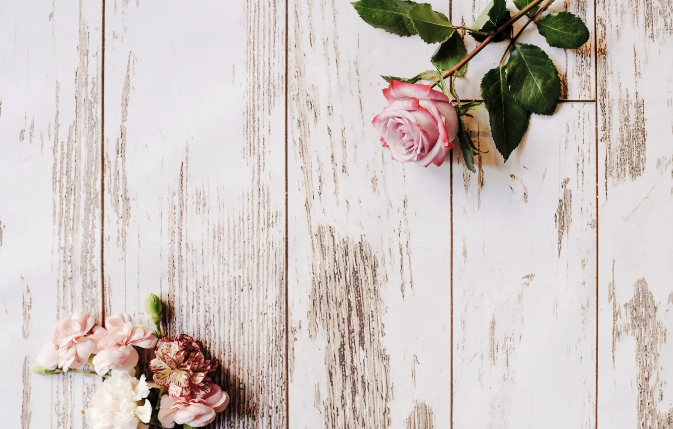 Photo wallpaper rose, flower, wood, decor, roses, clove