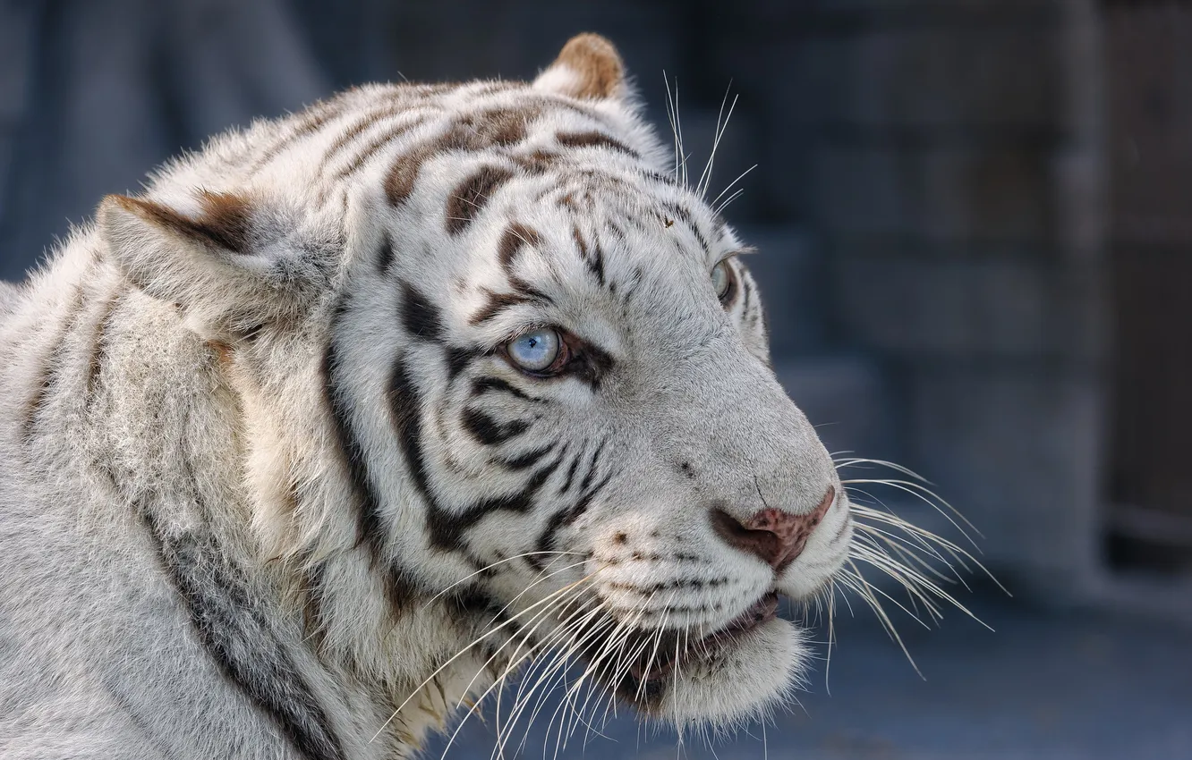 Photo wallpaper cat, look, face, white tiger