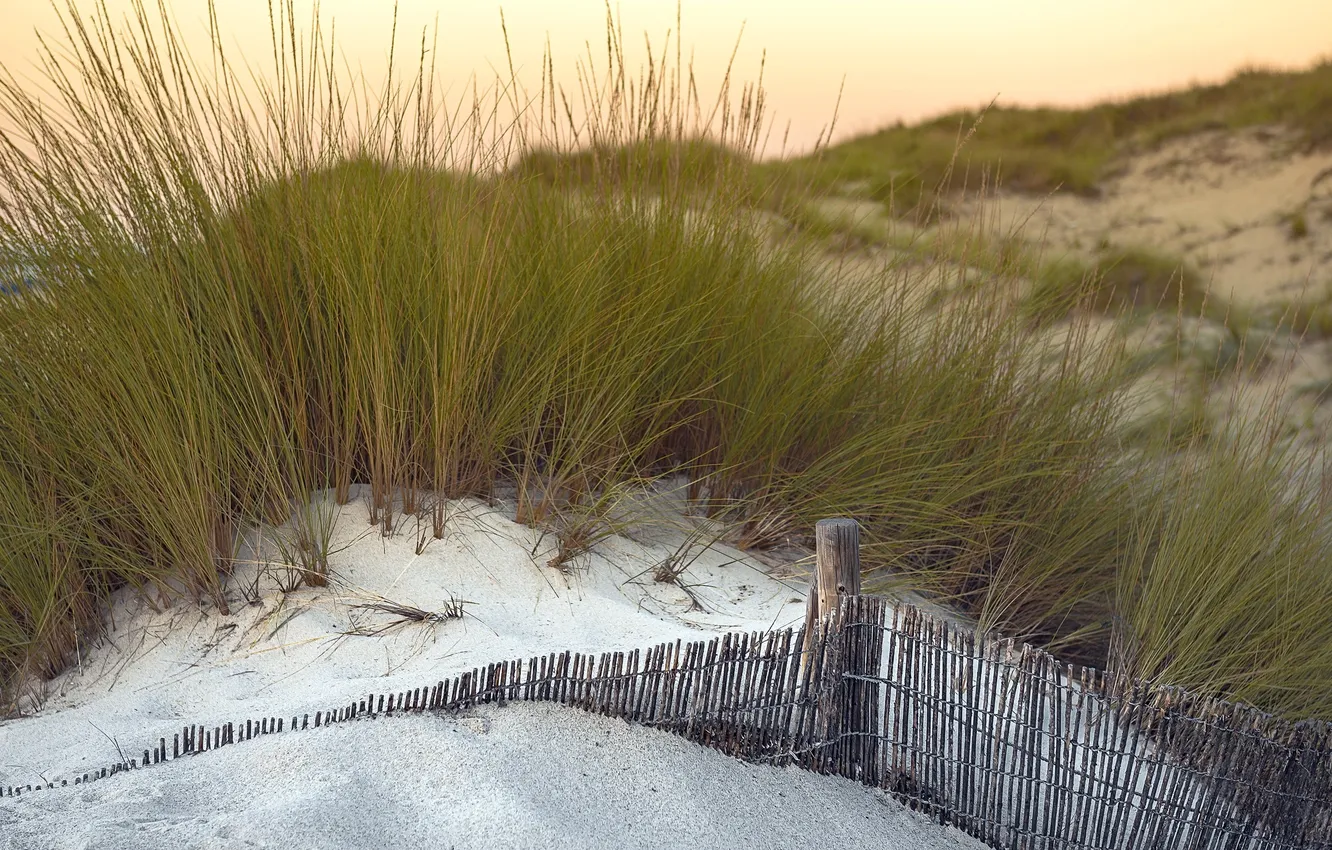 Photo wallpaper grass, nature, dunes