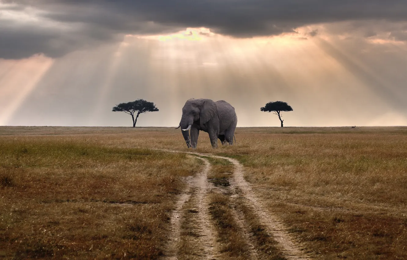 Photo wallpaper road, rays, clouds, elephant, solar, Kenya