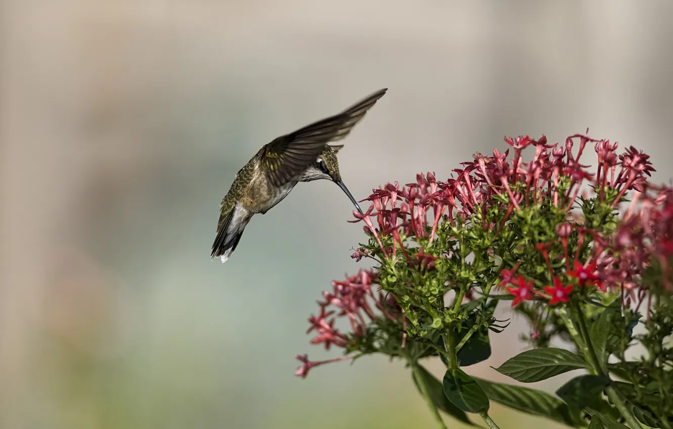 Photo wallpaper flowers, nature, nectar, bird, food, Hummingbird