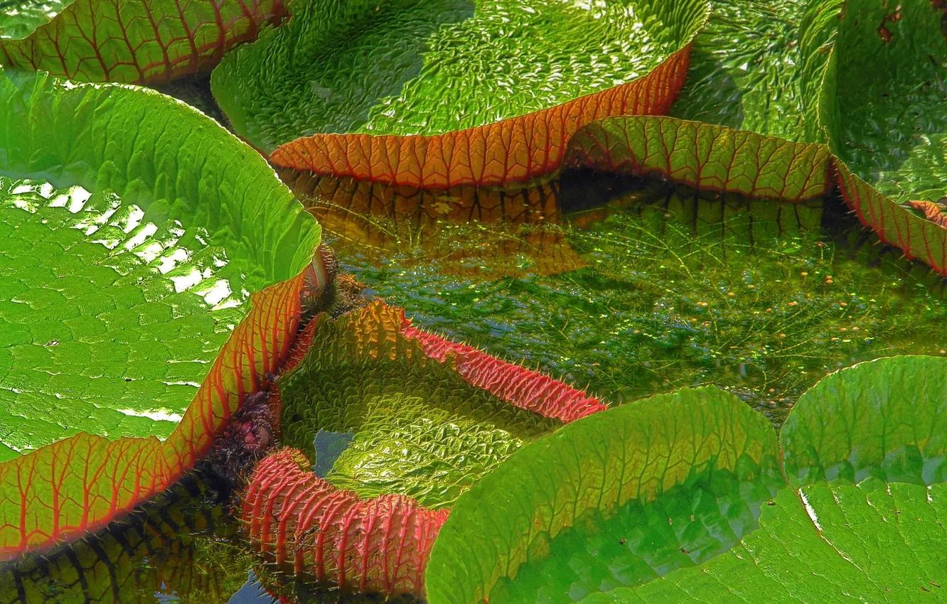 Photo wallpaper greens, leaves, water