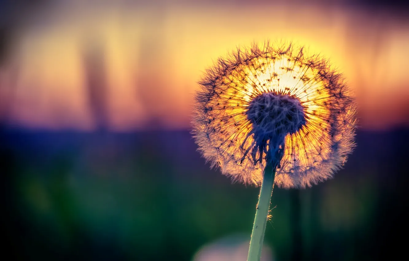 Photo wallpaper the sun, macro, dandelion