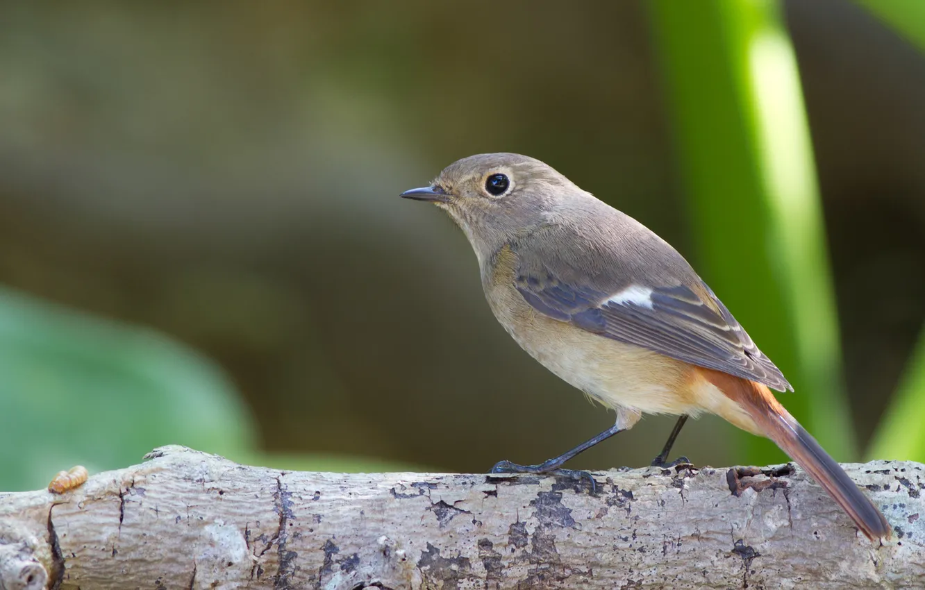 Photo wallpaper greens, branches, nature, grey, bird