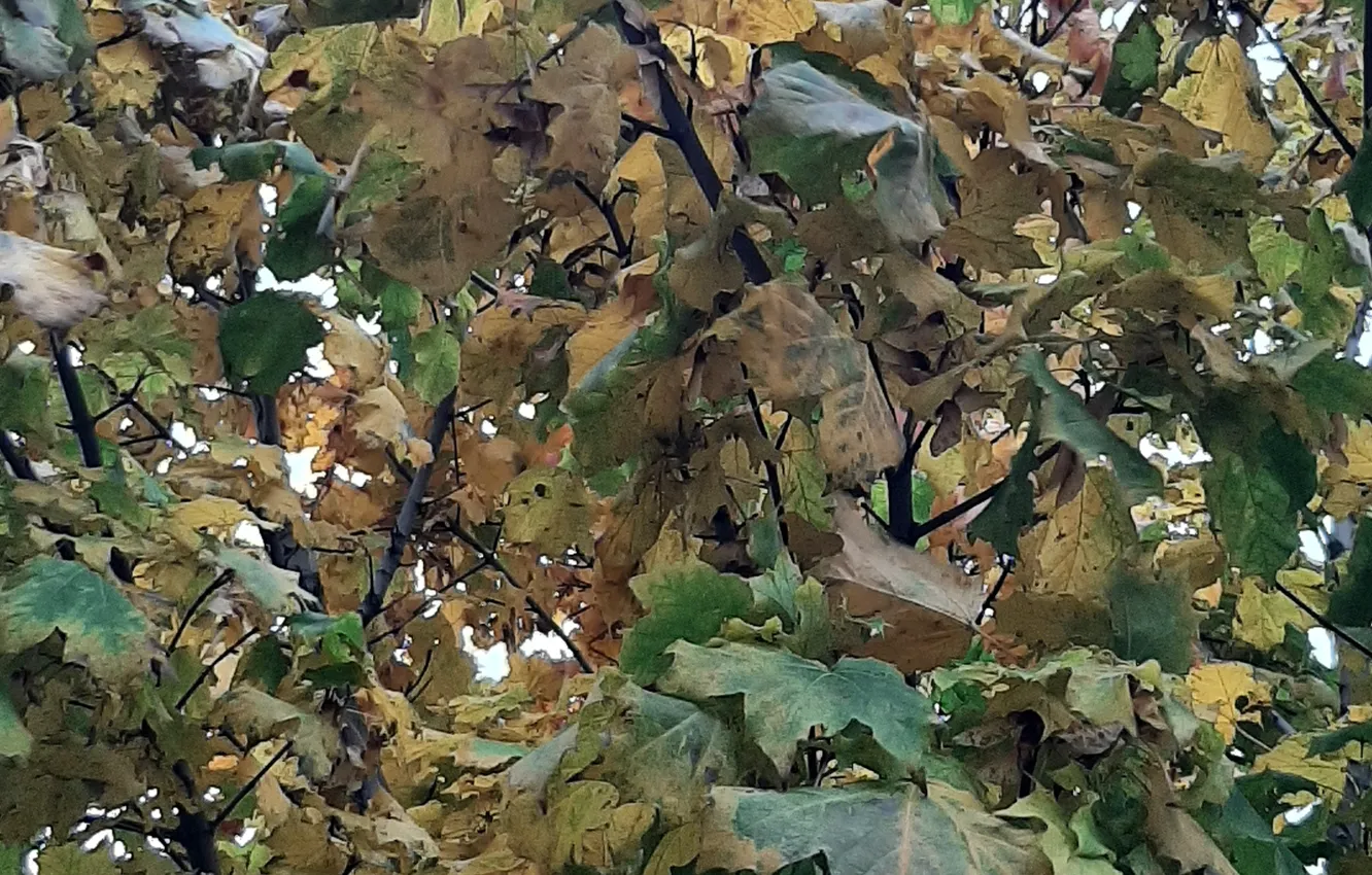 Photo wallpaper Leaves, Tree, autumn