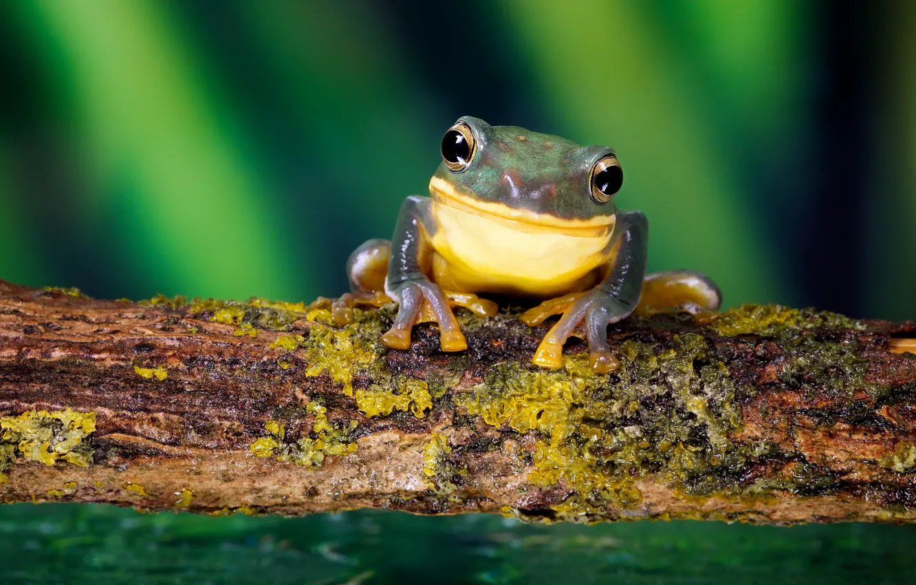 Photo wallpaper forest, smile, frog, nature, frog, smile, macro, small