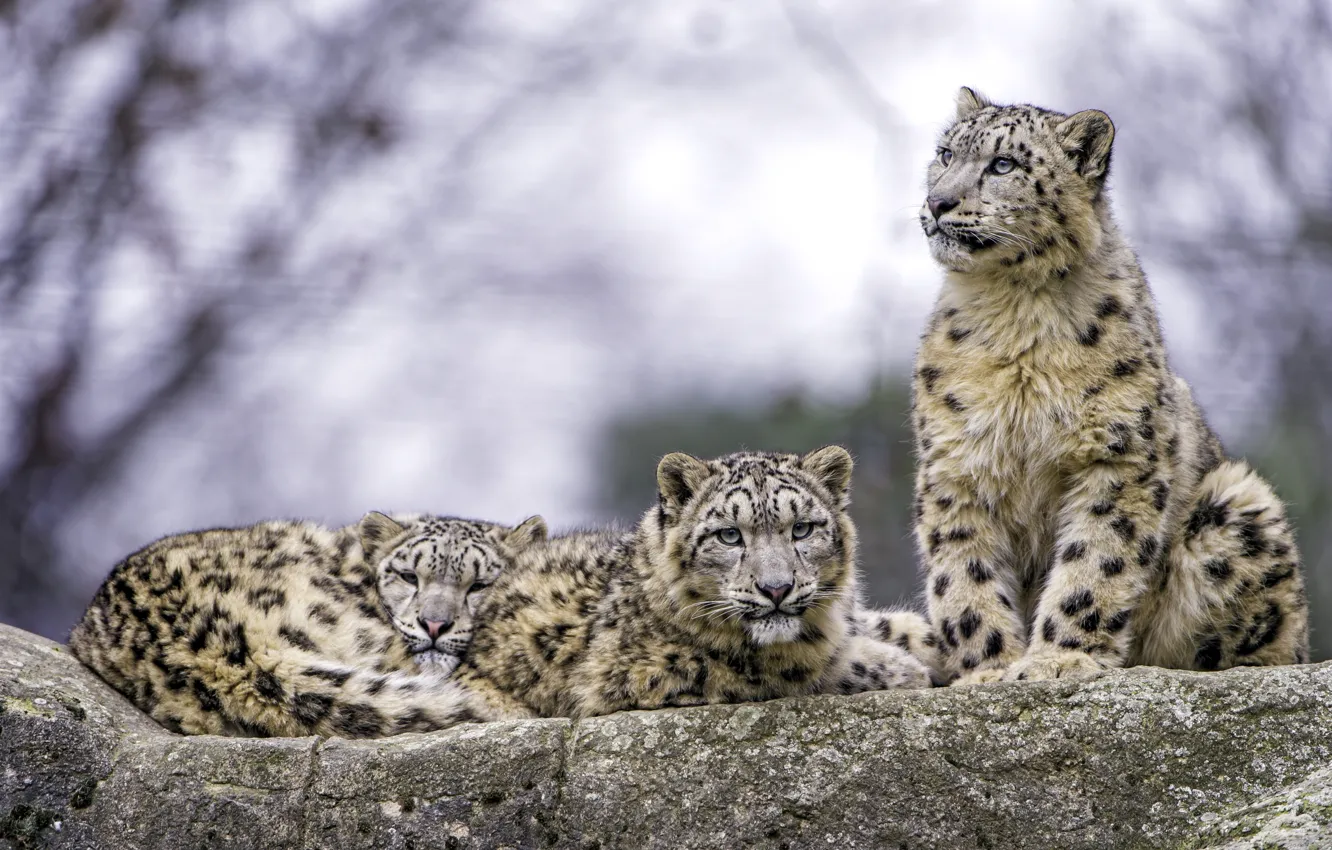Photo wallpaper predator, IRBIS, snow leopard, trio