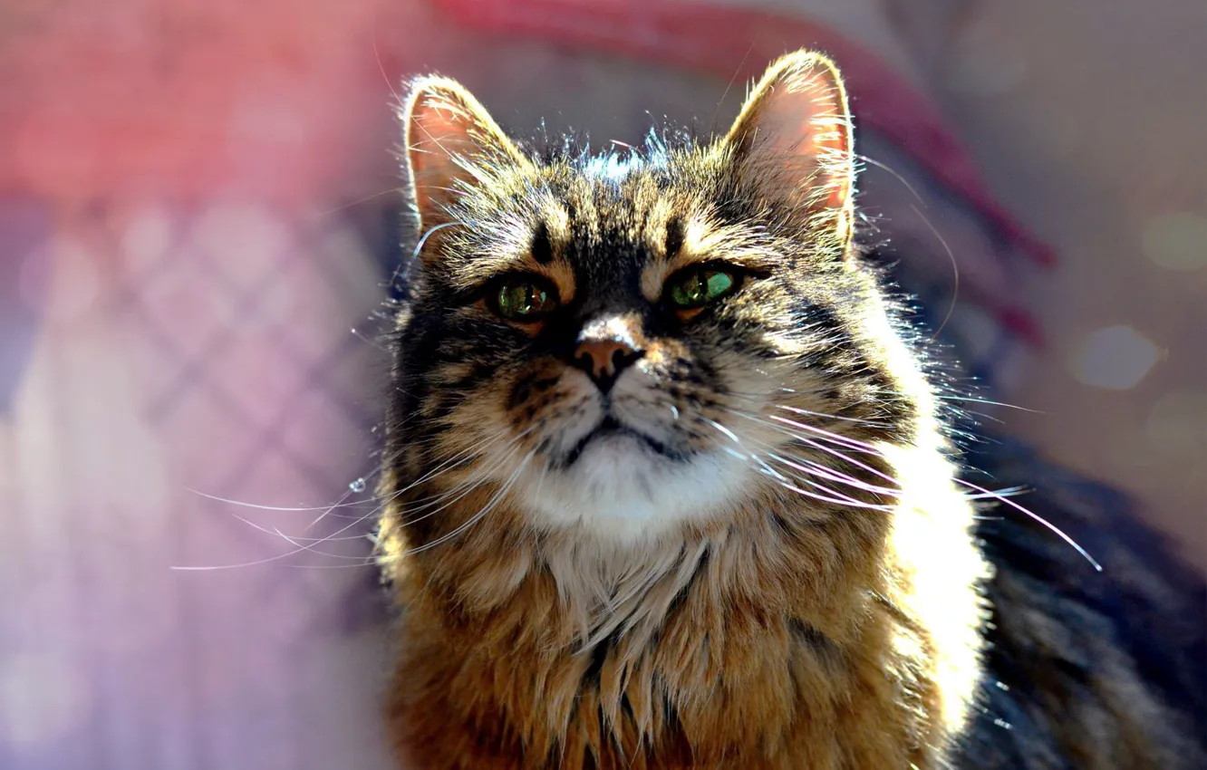 Photo wallpaper cat, cat, look, pose, face
