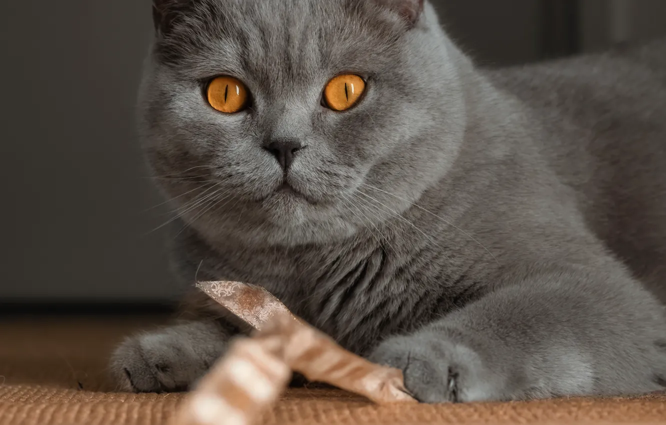 Photo wallpaper cat, cat, look, pose, grey, the game, tape, face