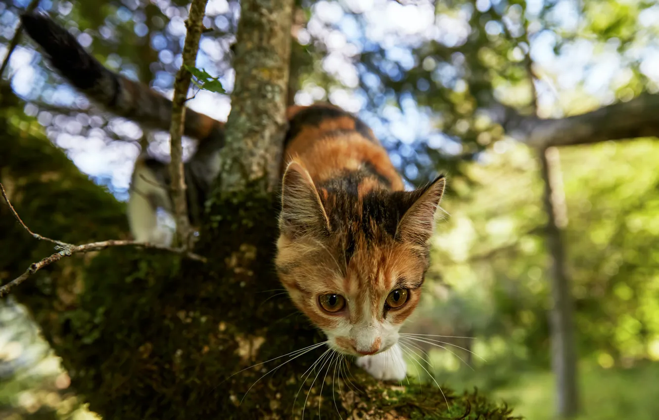 Photo wallpaper cat, look, face, trees, branches, nature, pose, kitty