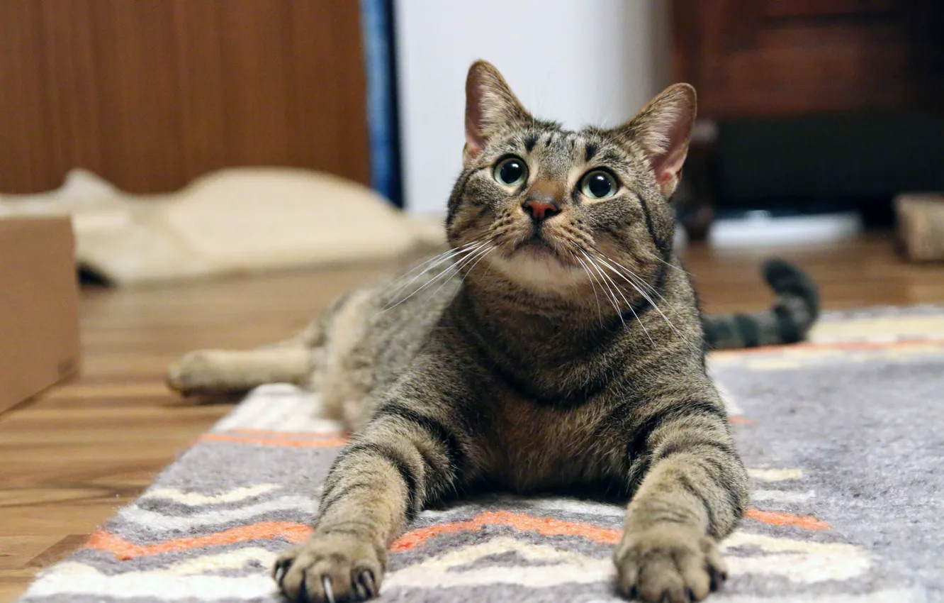 Photo wallpaper eyes, cat, legs, cat