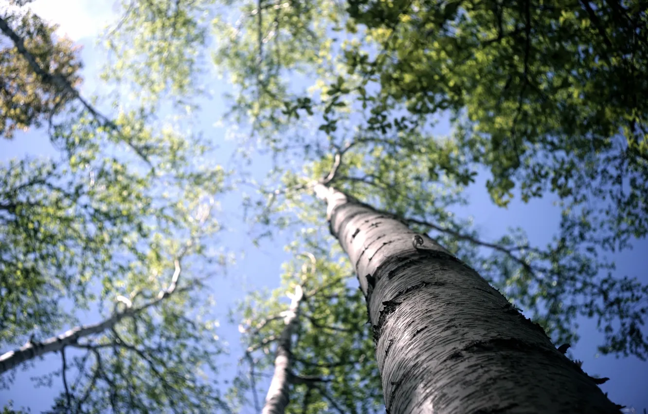 Photo wallpaper forest, the sky, macro, trees, bark, birch