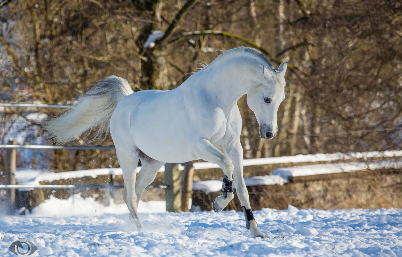 Photo wallpaper white, horse, horse, running, grace, posing, playful, (с) Oliver Seitz