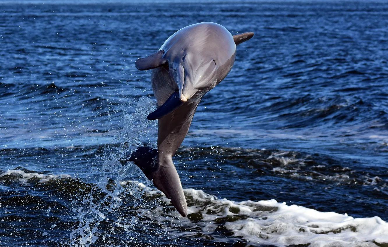 Photo wallpaper sea, Dolphin, jump