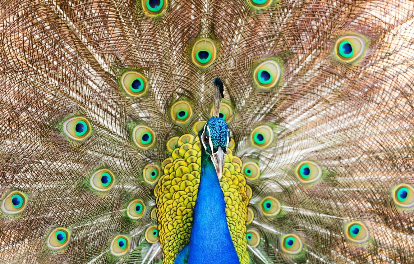 Photo wallpaper bird, feathers, tail, peacock
