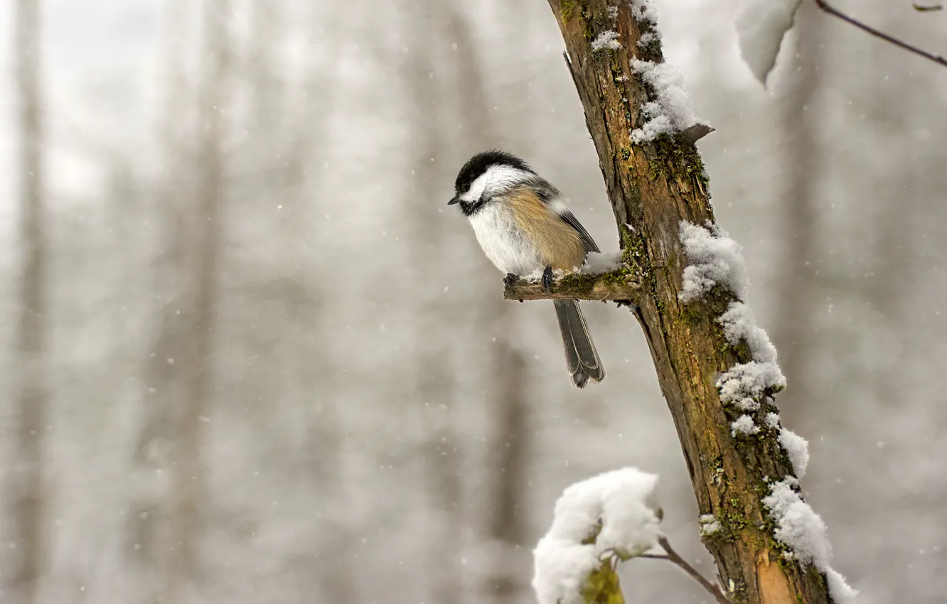 Photo wallpaper forest, snow, branches, bird, wildlife, tit