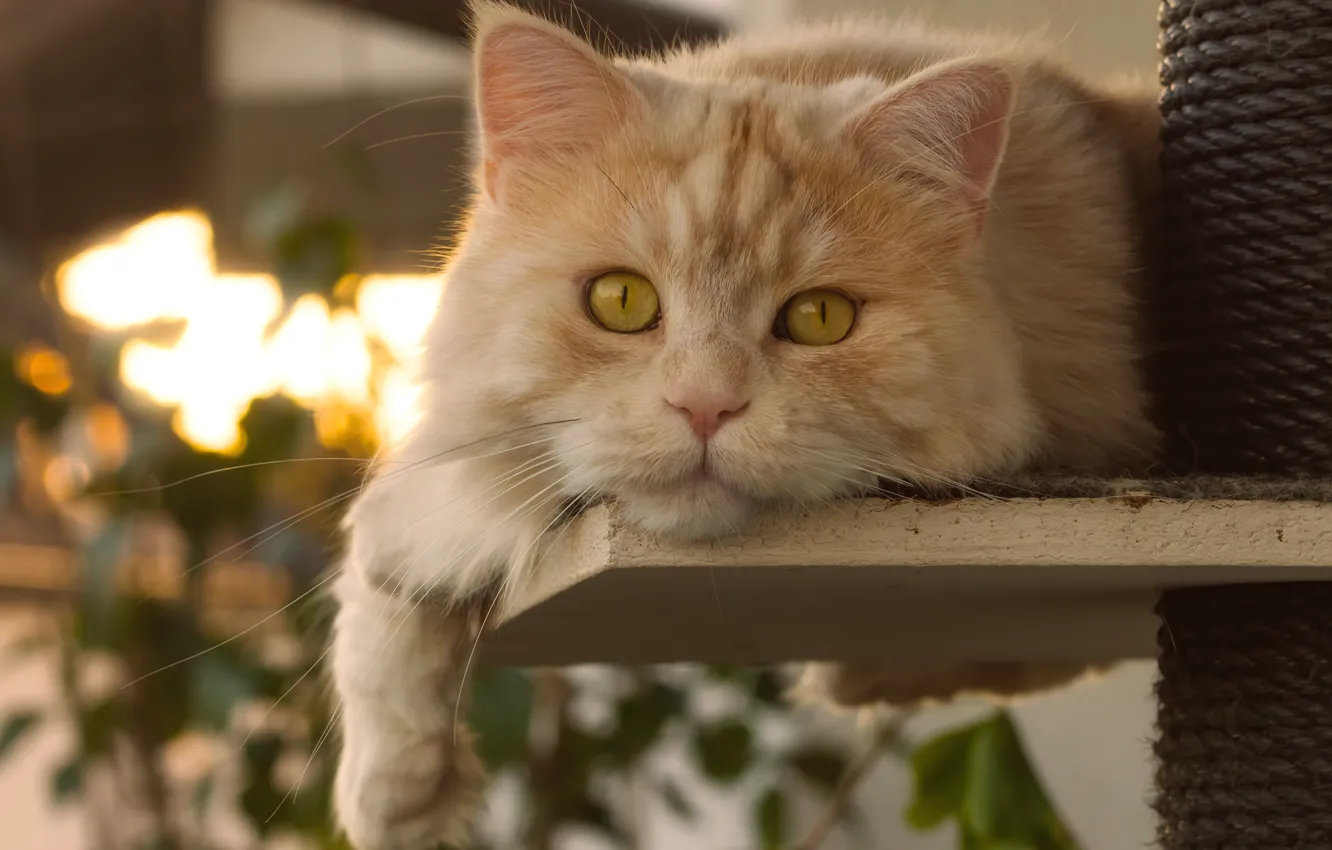 Photo wallpaper cat, look, muzzle, red cat