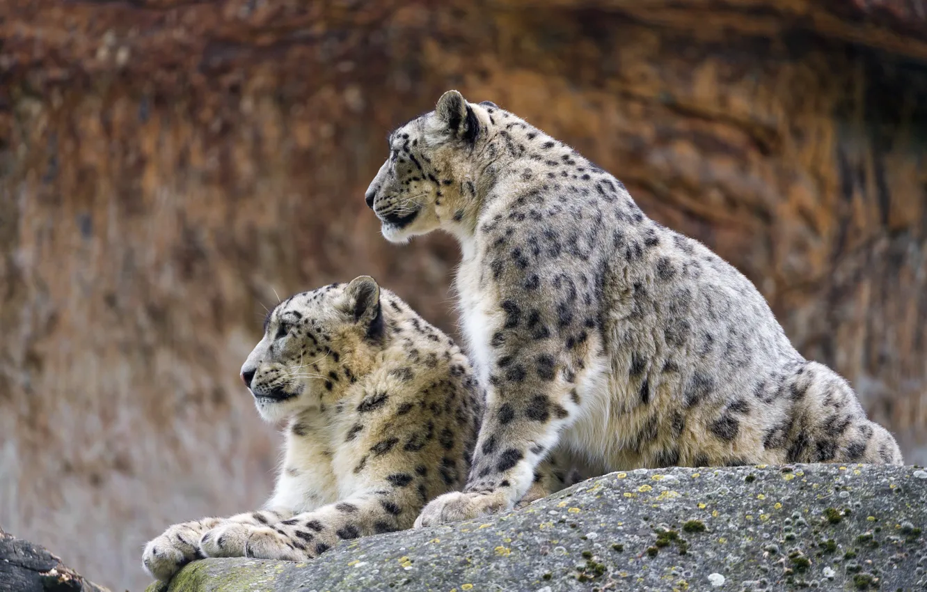 Photo wallpaper cat, stones, pair, profile, IRBIS, snow leopard, ©Tambako The Jaguar