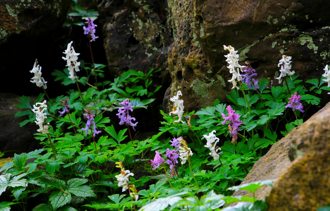 Photo wallpaper flower, garden, stones