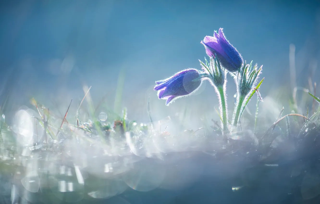 Photo wallpaper purple, light, flowers, glare, background, spring, buds, clearing