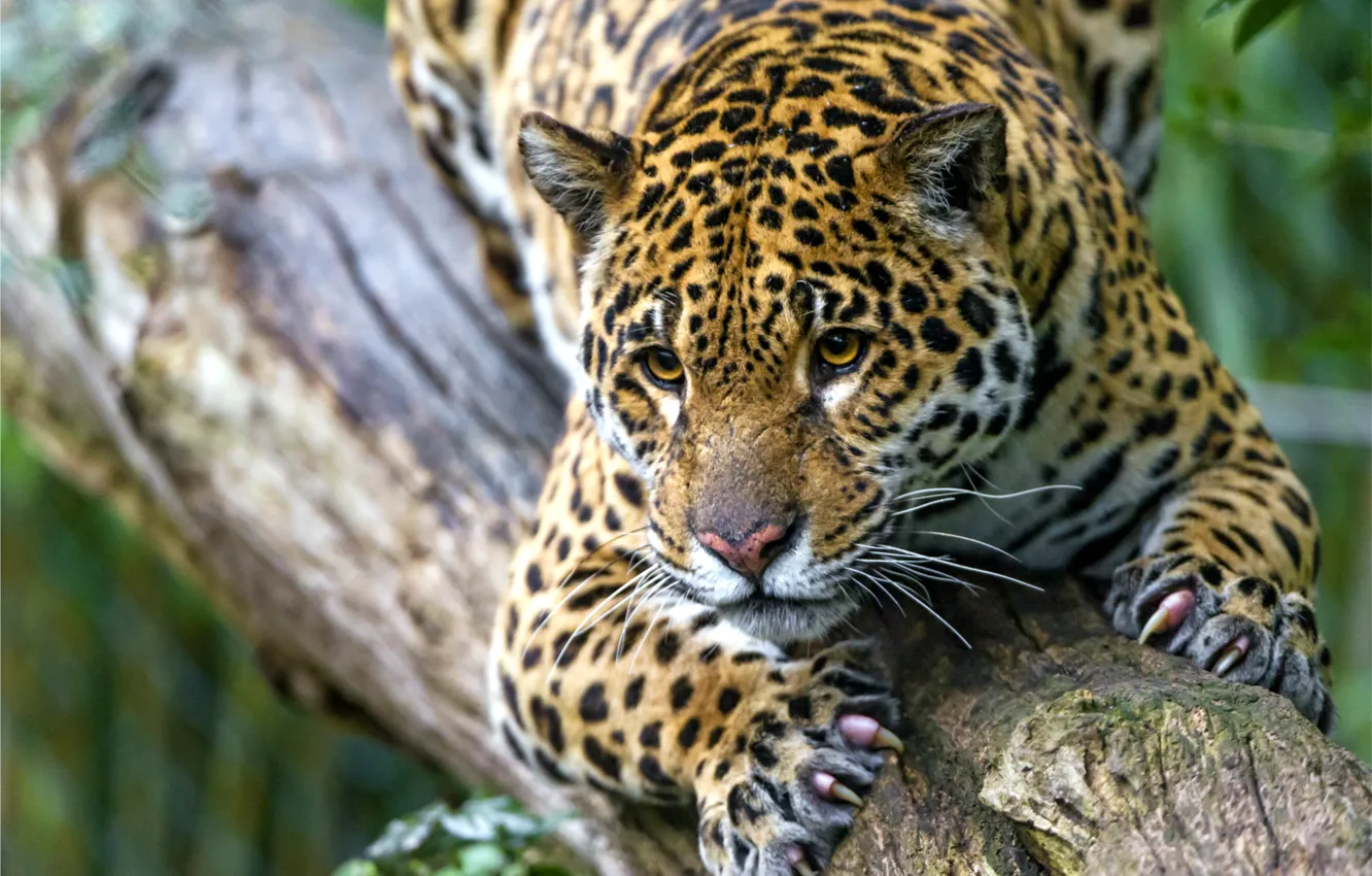 Photo wallpaper face, predator, spot, claws, Jaguar