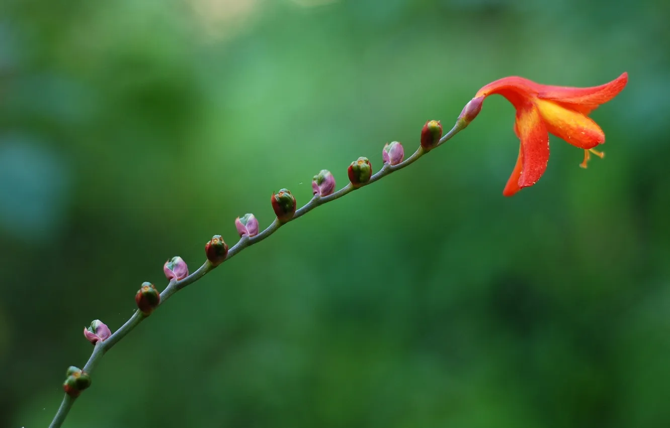 Photo wallpaper macro, flowers, nature