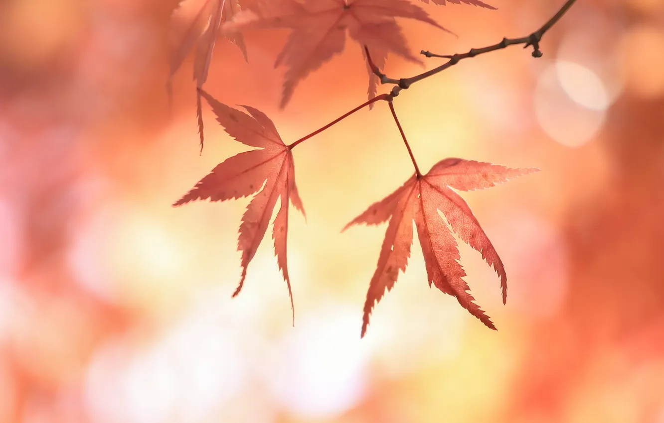 Photo wallpaper leaves, glare, branch, red, Japanese maple