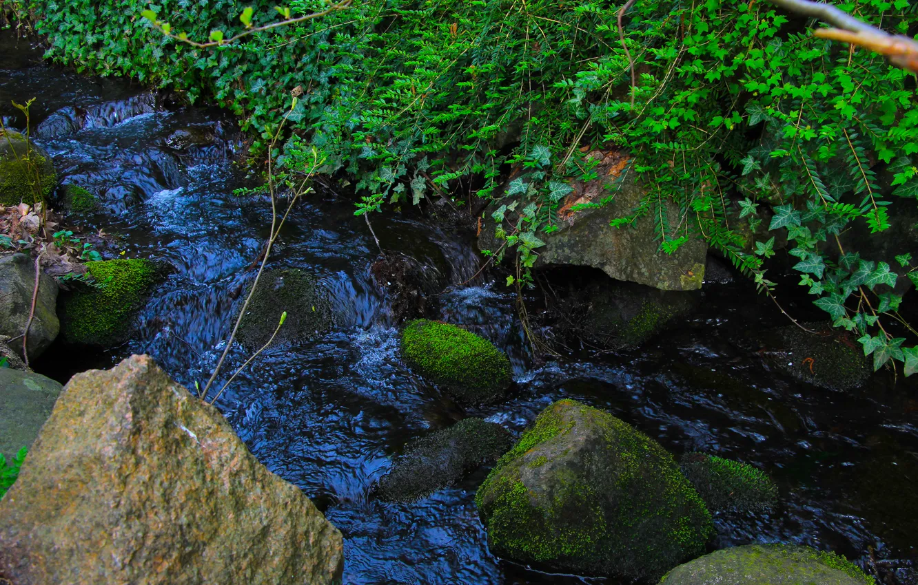 Photo wallpaper river, water, park, plant, Brook