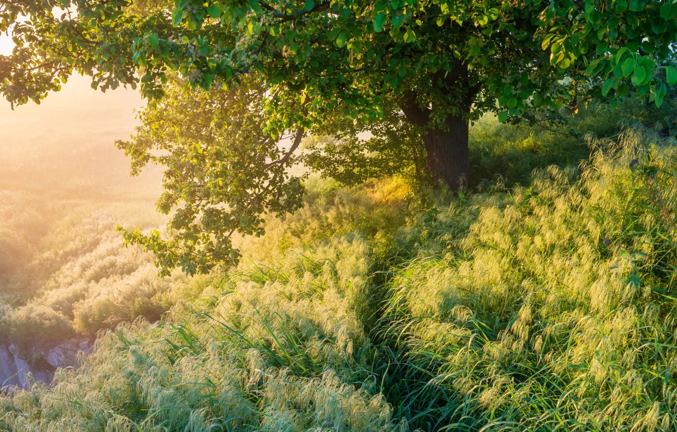 Photo wallpaper greens, grass, light, trees, fog, thickets, branch, glade