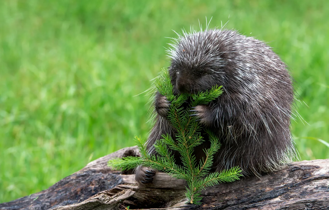Photo wallpaper branches, pose, needles, porcupine