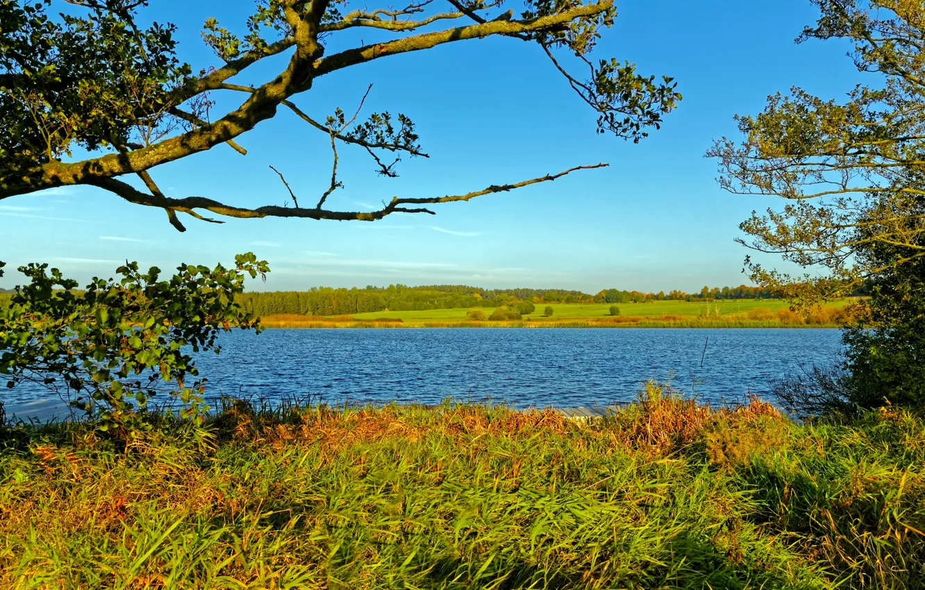 Photo wallpaper autumn, forest, grass, trees, branches, river, shore, Germany