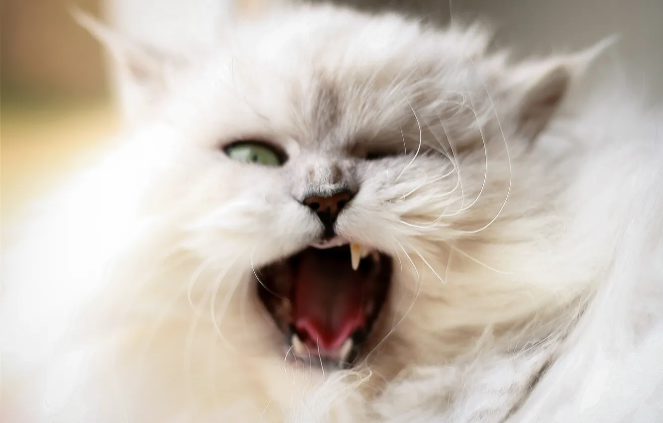 Photo wallpaper cat, white, cat, fluffy