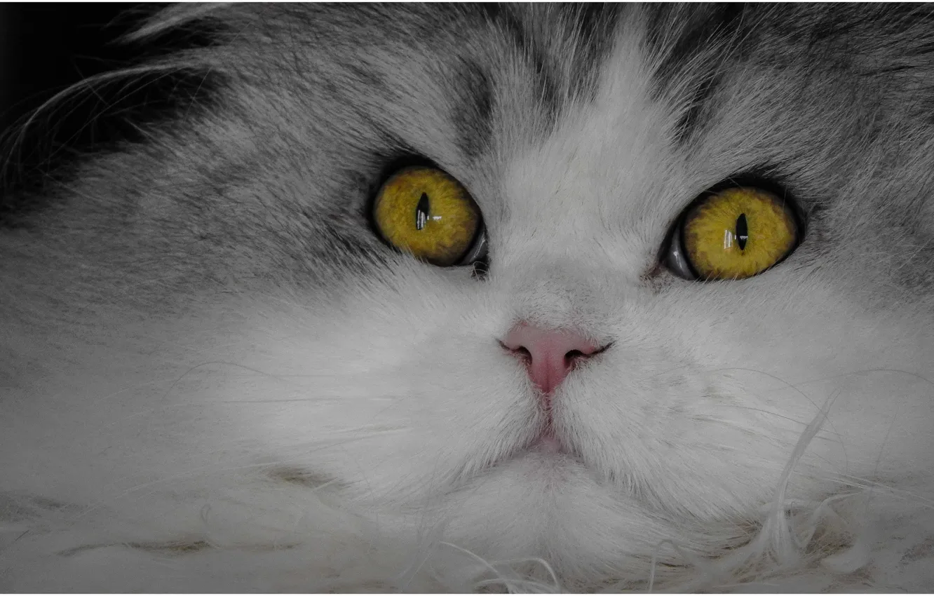 Photo wallpaper cat, cat, look, muzzle, spout, eyes, cat