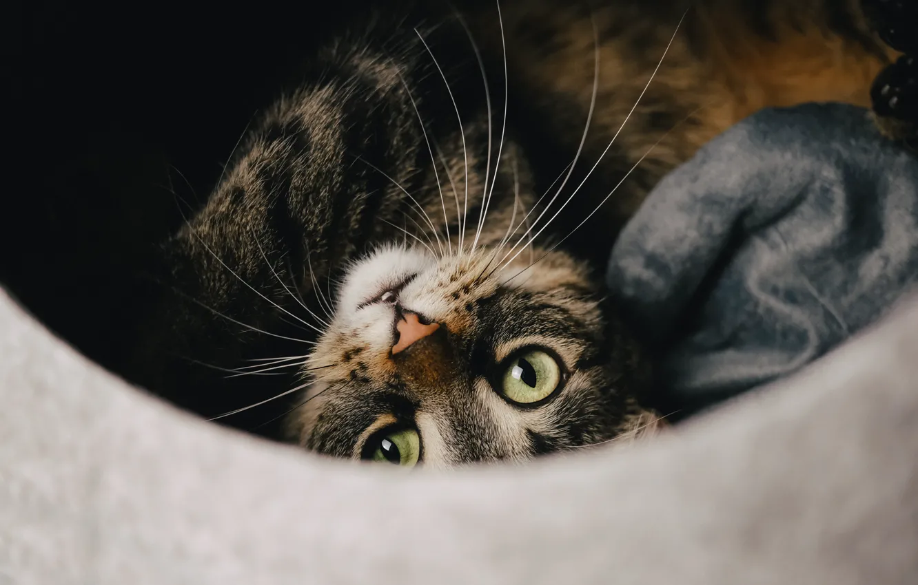 Photo wallpaper cat, cat, look, the dark background, lies, face