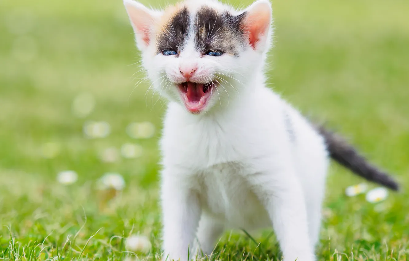 Photo wallpaper baby, kitty, bokeh, pisklya