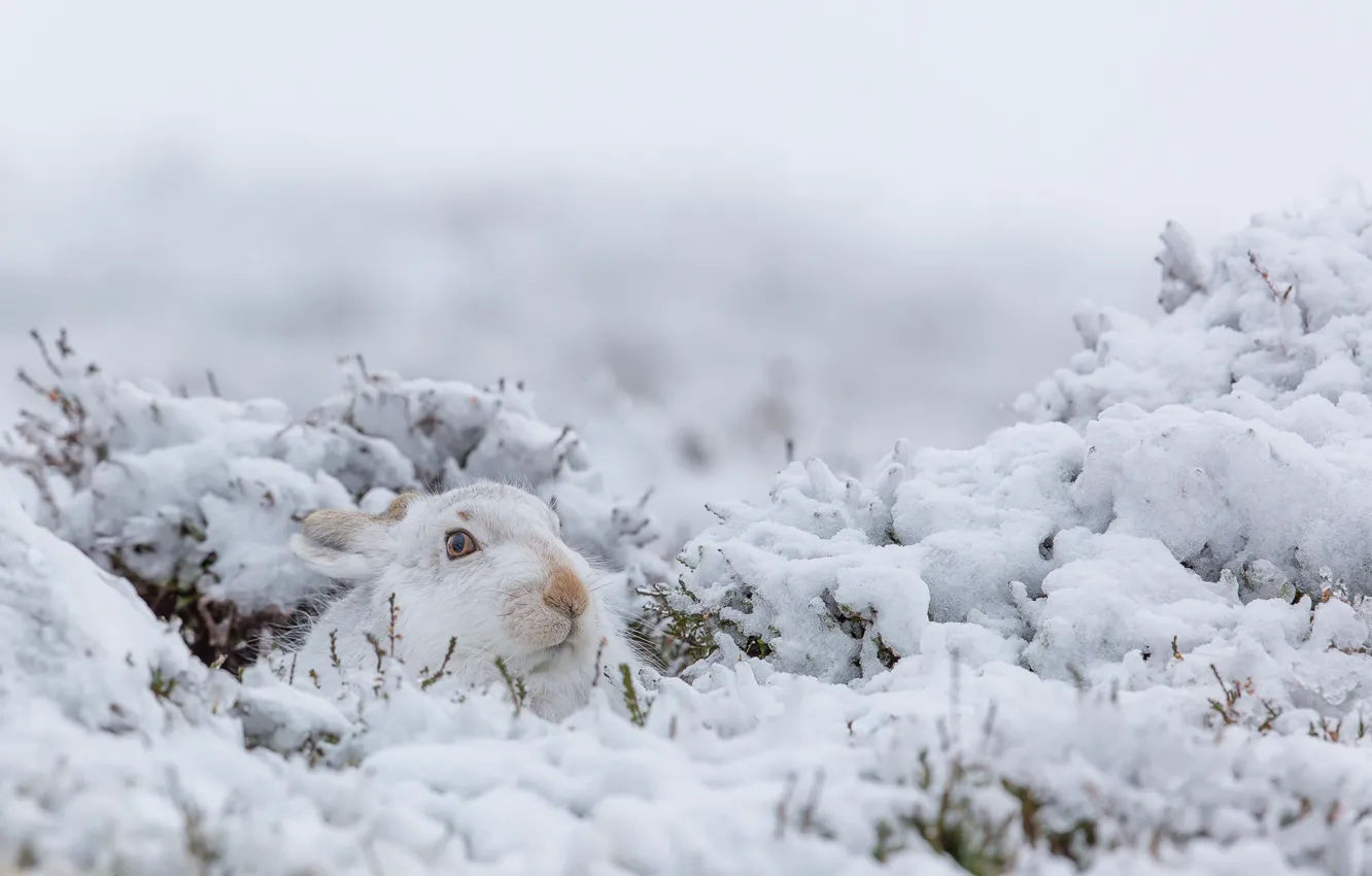 Photo wallpaper winter, snow, nature, rabbit