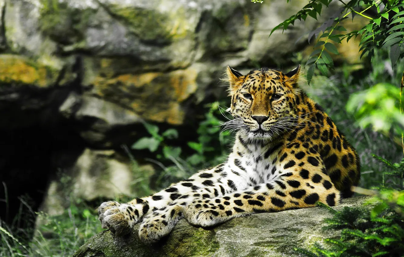 Photo wallpaper look, predator, leopard, wild cat