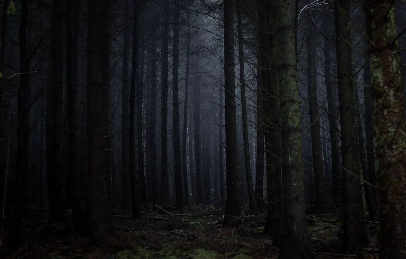 Photo wallpaper forest, trees, wilderness
