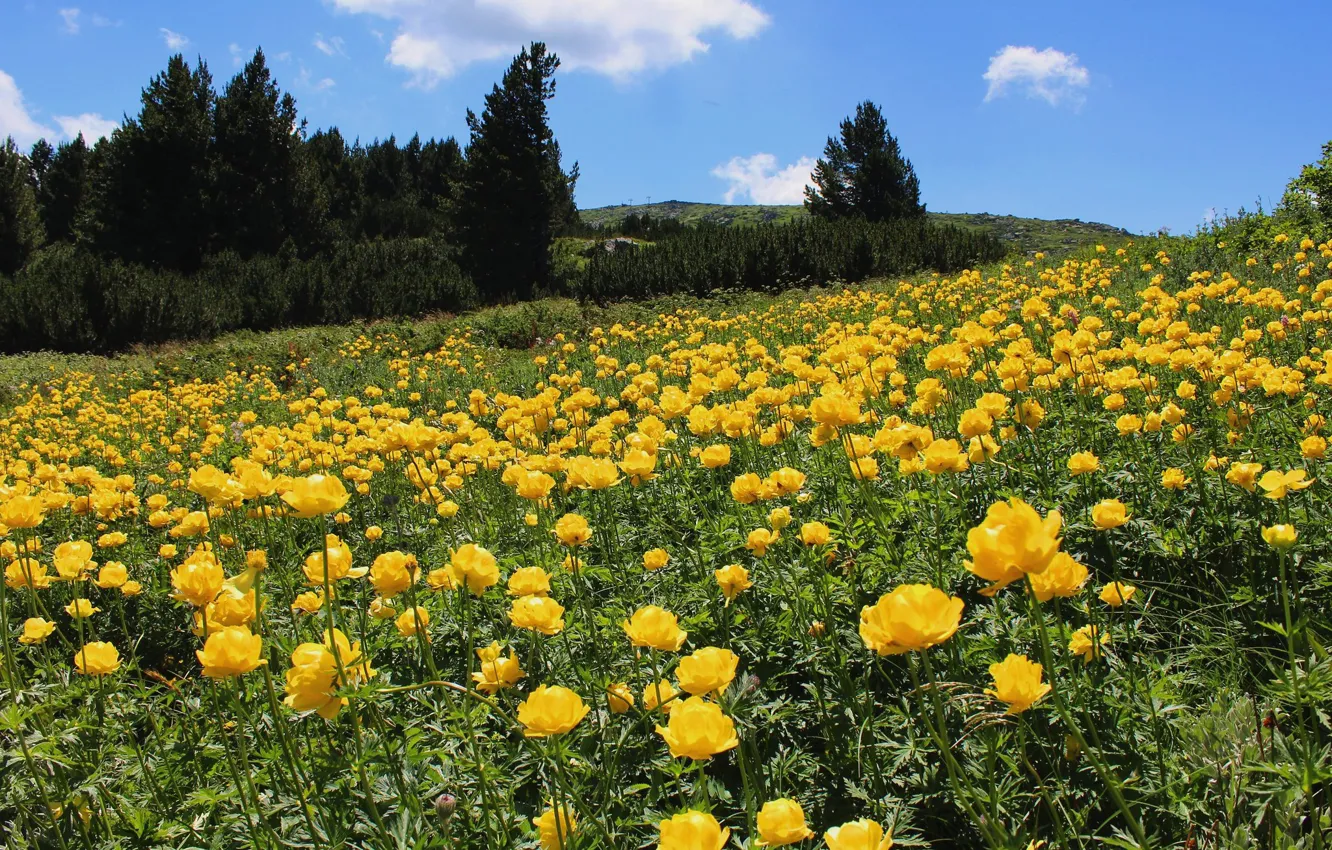 Photo wallpaper field, forest, flowers, yellow, globeflowers