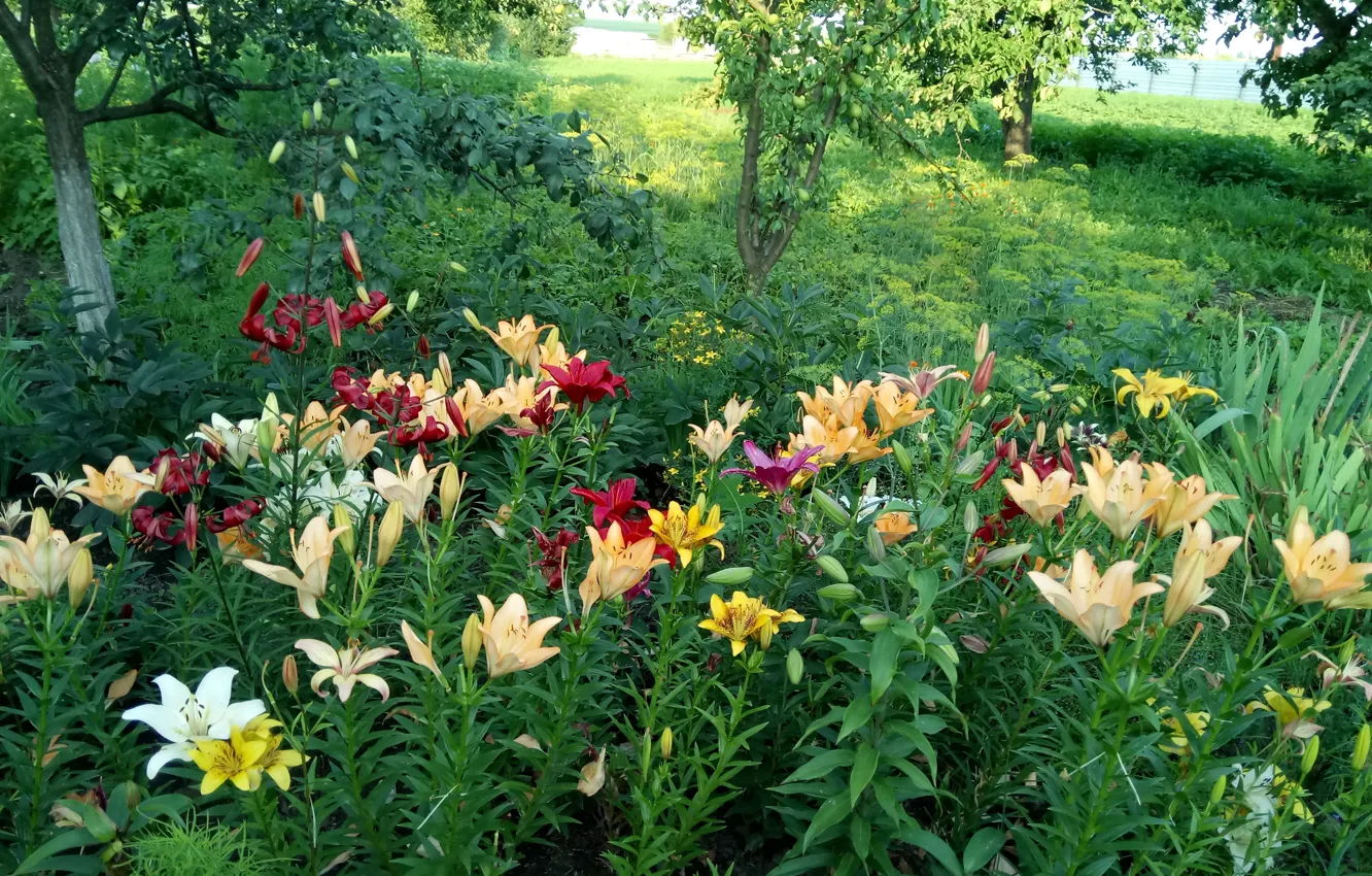 Photo wallpaper Lily, flowerbed, daylilies