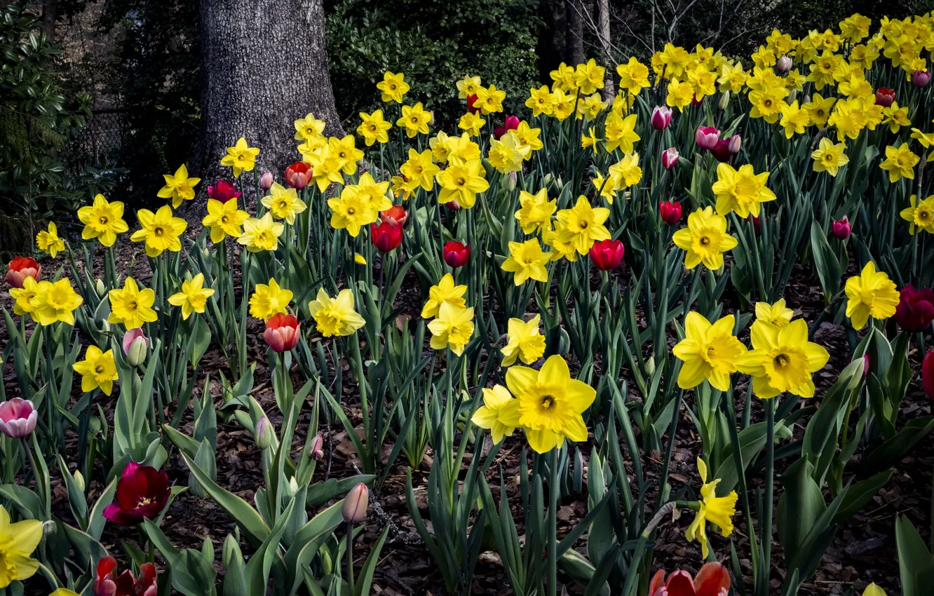 Photo wallpaper yellow, red, Park, spring, tulips, flowerbed, daffodils