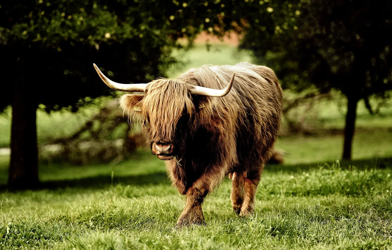 Photo wallpaper grass, field, nature, zsqo