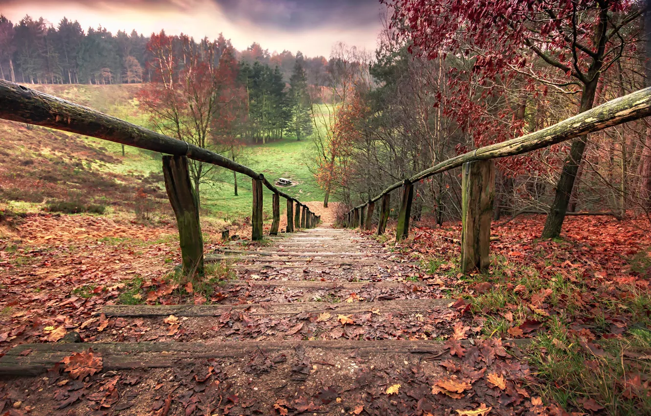 Photo wallpaper autumn, nature, ladder