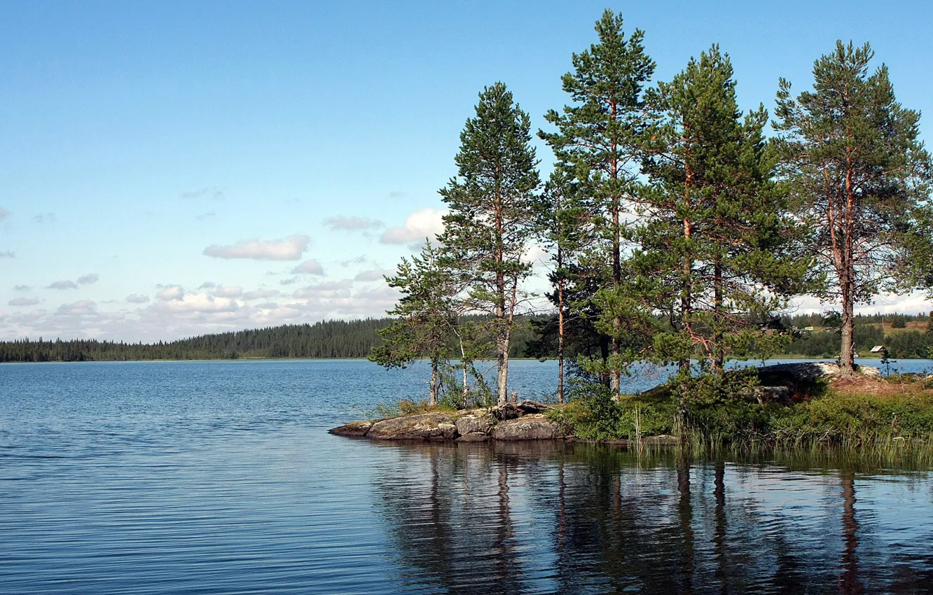 Photo wallpaper forest, lake, pine