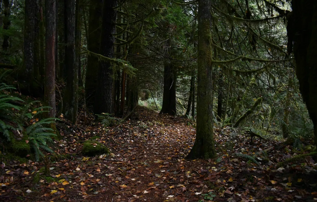 Photo wallpaper forest, leaves, trees, nature