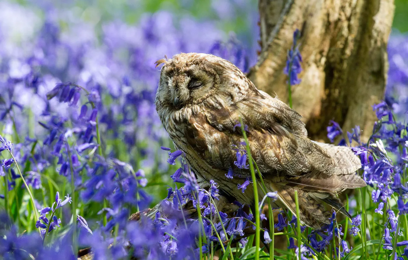Photo wallpaper flowers, owl, bird, glade, spring, bells, closed eyes